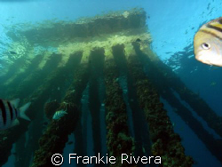 Sargeant Fish @ Crash Boat Pier by Frankie Rivera 